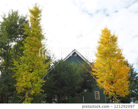 Shizuoka Prefecture, Ginkgo Tree-lined Landscape, November Shizuoka Prefecture, Ginkgo Tree-lined Landscape, November 121292097