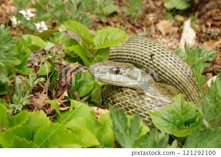 Ayotei show a face from the grass 121292100