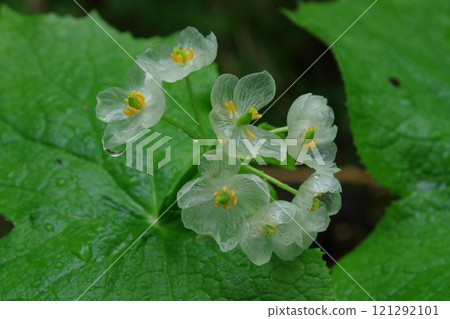 Sankayo wet in the rain 121292101