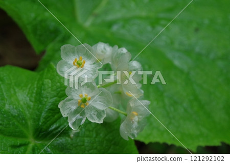 Sunflower with semi-transparent petals 121292102