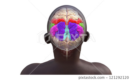Human brain with highlighted parietal gyri, 3D illustration 121292120