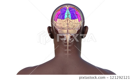 Human brain with highlighted parietal gyri, 3D illustration 121292121