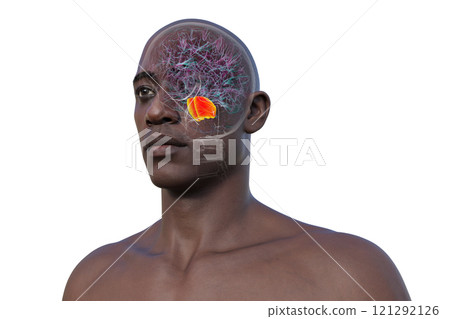 Human brain with the pons highlighted in red, 3D illustration 121292126