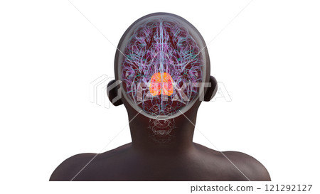 Human brain with the pons highlighted in red, 3D illustration Human brain with the pons highlighted in red, 3D illustration 121292127