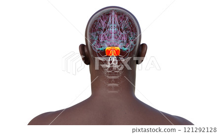 Human brain with the pons highlighted in red, 3D illustration Human brain with the pons highlighted in red, 3D illustration 121292128