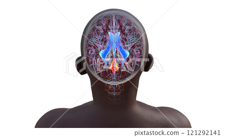 Anatomy of the fourth brain ventricle, 3D illustration 121292141