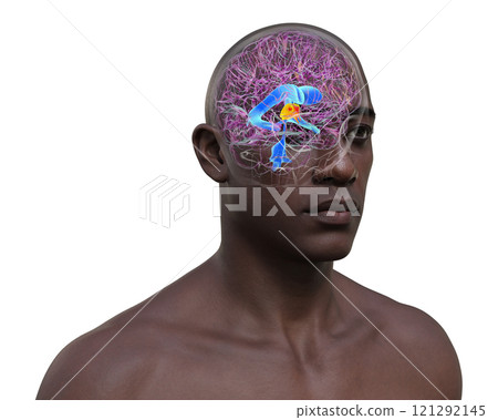 The third brain ventricle, 3D illustration 121292145