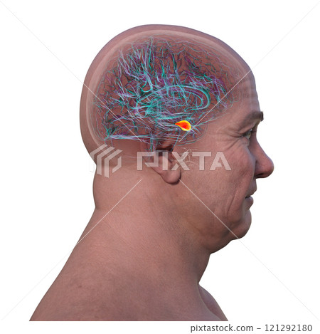 Human brain with highlighted amygdala, 3D illustration 121292180