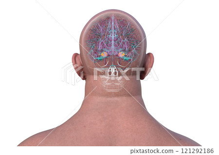Human brain with highlighted amygdala, 3D illustration 121292186