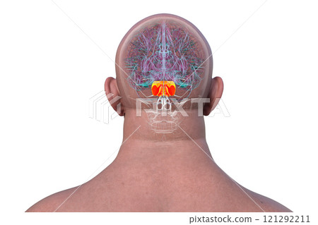 Human brain with the pons highlighted in red, 3D illustration 121292211