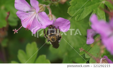 雌性黃蜂從天竺葵中吸取花蜜 雌性黃蜂從天竺葵中吸取花蜜 121292215