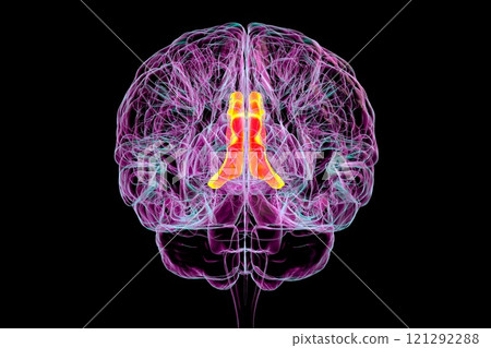Human brain with highlighted cingulate gyrus, 3D illustration 121292288