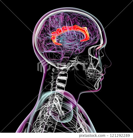 Human brain with highlighted cingulate gyrus, 3D illustration 121292289