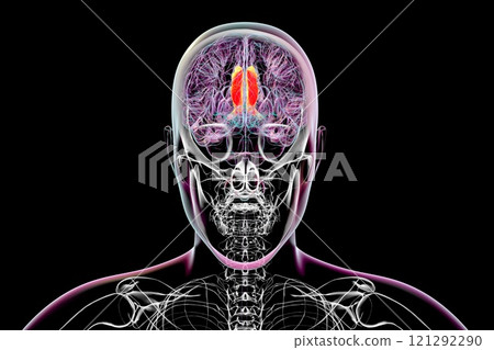 Human brain with highlighted cingulate gyrus, 3D illustration Human brain with highlighted cingulate gyrus, 3D illustration 121292290
