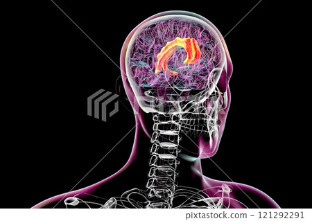 Human brain with highlighted cingulate gyrus, 3D illustration 121292291