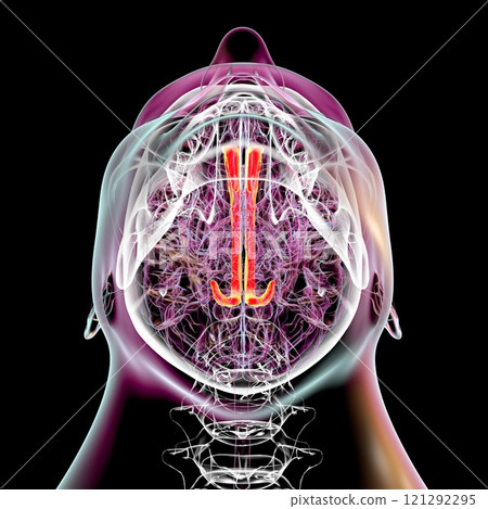 Human brain with highlighted cingulate gyrus, 3D illustration Human brain with highlighted cingulate gyrus, 3D illustration 121292295