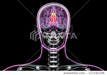 Human brain with highlighted cingulate gyrus, 3D illustration Human brain with highlighted cingulate gyrus, 3D illustration 121292296