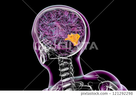 Human brain with highlighted cuneus gyrus, 3D illustration 121292298