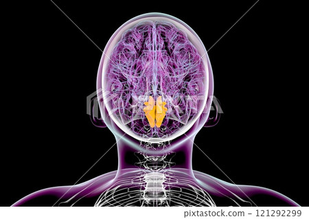 Human brain with highlighted cuneus gyrus, 3D illustration 121292299