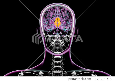 Human brain with highlighted cuneus gyrus, 3D illustration Human brain with highlighted cuneus gyrus, 3D illustration 121292300
