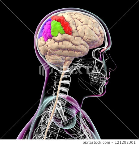 Human brain with highlighted parietal gyri, 3D illustration 121292301