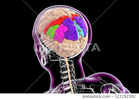 Human brain with highlighted parietal gyri, 3D illustration Human brain with highlighted parietal gyri, 3D illustration 121292302