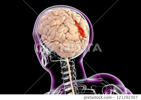 Human brain with highlighted precuneus gyrus, 3D illustration 121292307