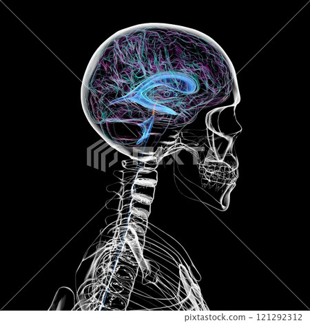 The cerebral aqueduct, 3D illustration The cerebral aqueduct, 3D illustration 121292312