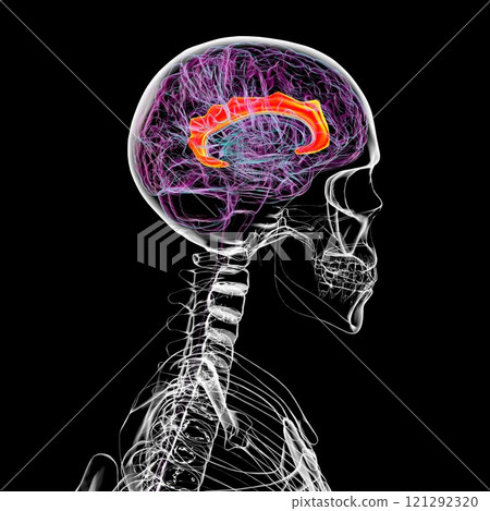 Human brain with highlighted cingulate gyrus, 3D illustration 121292320