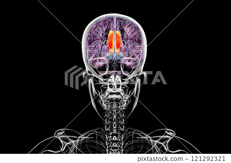 Human brain with highlighted cingulate gyrus, 3D illustration Human brain with highlighted cingulate gyrus, 3D illustration 121292321