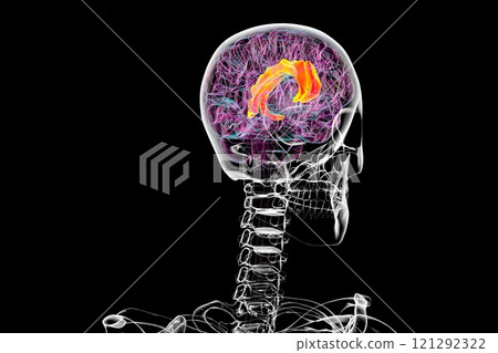 Human brain with highlighted cingulate gyrus, 3D illustration 121292322