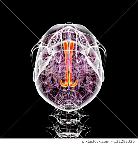 Human brain with highlighted cingulate gyrus, 3D illustration Human brain with highlighted cingulate gyrus, 3D illustration 121292326