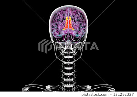 Human brain with highlighted cingulate gyrus, 3D illustration 121292327