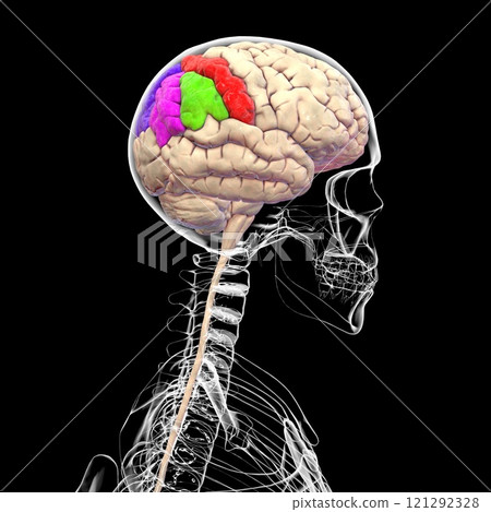 Human brain with highlighted parietal gyri, 3D illustration 121292328