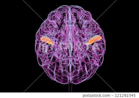 Human brain with highlighted transverse temporal gyri, 3D illustration Human brain with highlighted transverse temporal gyri, 3D illustration 121292345