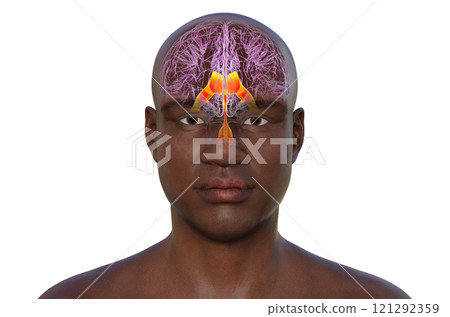 Ventricular system of the brain, 3D illustration 121292359