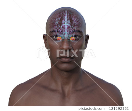 Human brain with highlighted amygdala, 3D illustration 121292361