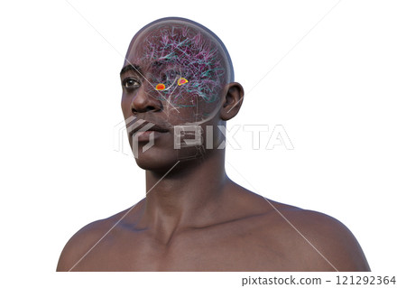 Human brain with highlighted amygdala, 3D illustration 121292364