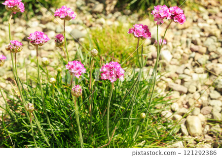 Spring flowers in garden 121292386