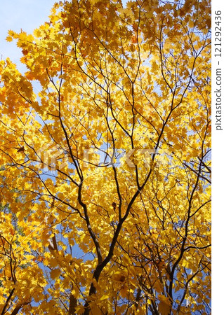 Yellow leaf image Yellow leaf image 121292436