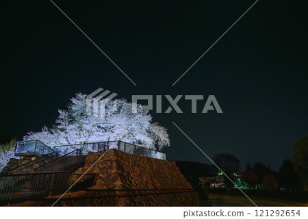 Cherry blossoms on the Inui Tower floating in the night sky [Matsushiro Castle Ruins] 121292654