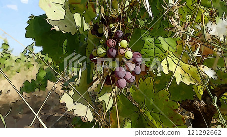A bunch of grapes ready to be harvested. A bunch of grapes ready to be harvested. 121292662
