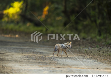 Wild indian golden jackal or Canis aureus jim corbett national park forest tiger reserve uttarakhand india jackal head turn walking on safari road forest track in cold winter morning at dhikala zone 121293464