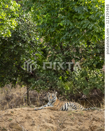 indian wild female bengal tiger or panthera tigris sitting on mud mound in natural green scenic background in winter season safari at bandhavgarh national park forest reserve madhya pradesh india asia indian wild female bengal tiger or panthera tigris sitting on mud mound in natural green scenic background in winter season safari at bandhavgarh national park forest reserve madhya pradesh india asia 121293468