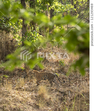 wild female tiger or panthera tigris bandhavgarh national park forest reserve madhya pradesh india asia tiger cubs playing running in hot summer season during wildlife safari wild female tiger or panthera tigris bandhavgarh national park forest reserve madhya pradesh india asia tiger cubs playing running in hot summer season during wildlife safari 121293469