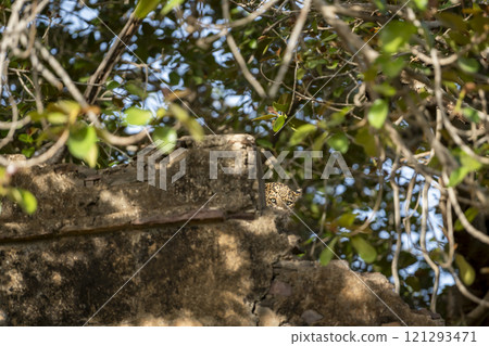 wild shy male leopard or panther or panthera pardus camouflage face hiding behind old wall of fort ruins under shade of banyan tree in green background ranthambore national park forest rajasthan india 121293471