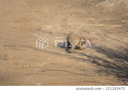 monitor lizard or bengal monitor or common indian monitor or varanus bengalensis tongue sticking out full length to take smell in environment running on track in outdoor wildlife forest safari india 121293473