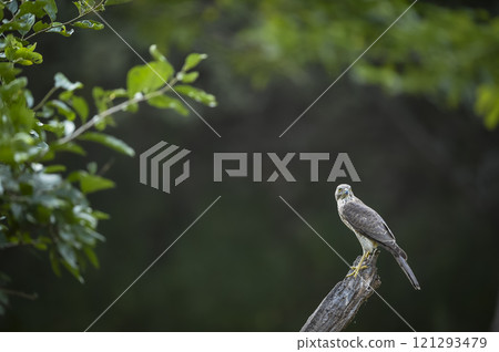 Shikra or Accipiter badius or little banded goshawk bird portrait perched on branch in winter season natural green background in outdoor wildlife safari at jhalana forest leopard reserve jaipur india Shikra or Accipiter badius or little banded goshawk bird portrait perched on branch in winter season natural green background in outdoor wildlife safari at jhalana forest leopard reserve jaipur india 121293479