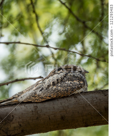Indian nightjar or Caprimulgus asiaticus perched on branch in natural scenic green background at keoladeo national park forest bharatpur bird sanctuary rajasthan india asia 121293483