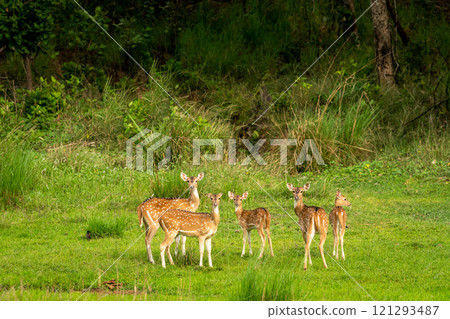 wild spotted deer or chital at bandhavgarh national park forest tiger reserve madhya pradesh india axis deer family or herd or group alert curious face expressions in natural scenic green background 121293487